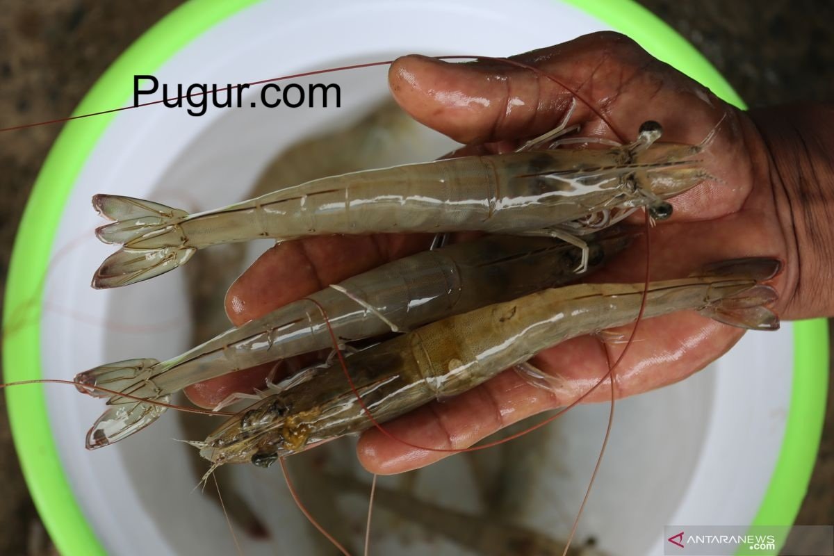 Budidaya Udang Vannamei Skala UMKM: Potensi Emas di Pesisir Indonesia