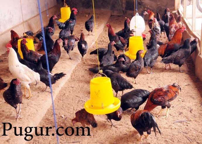 Usaha Pembibitan Ayam Kampung Unggul: Menjawab Permintaan Pasar