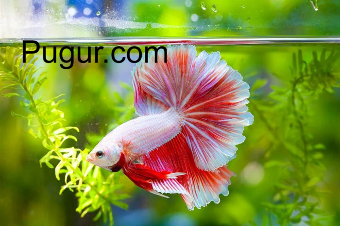 Budidaya Ikan Cupang Hias untuk Pasar Ekspor: Peluang Bisnis dari Akuarium Mini