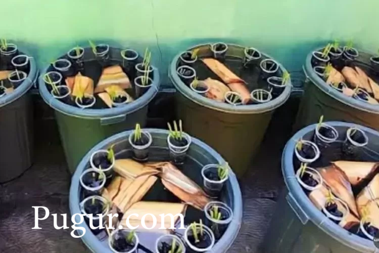 Budidaya Lele Bioflok Mini di Ember (LEBIR): Inovasi Cerdas, Hemat Ruang, dan Menguntungkan