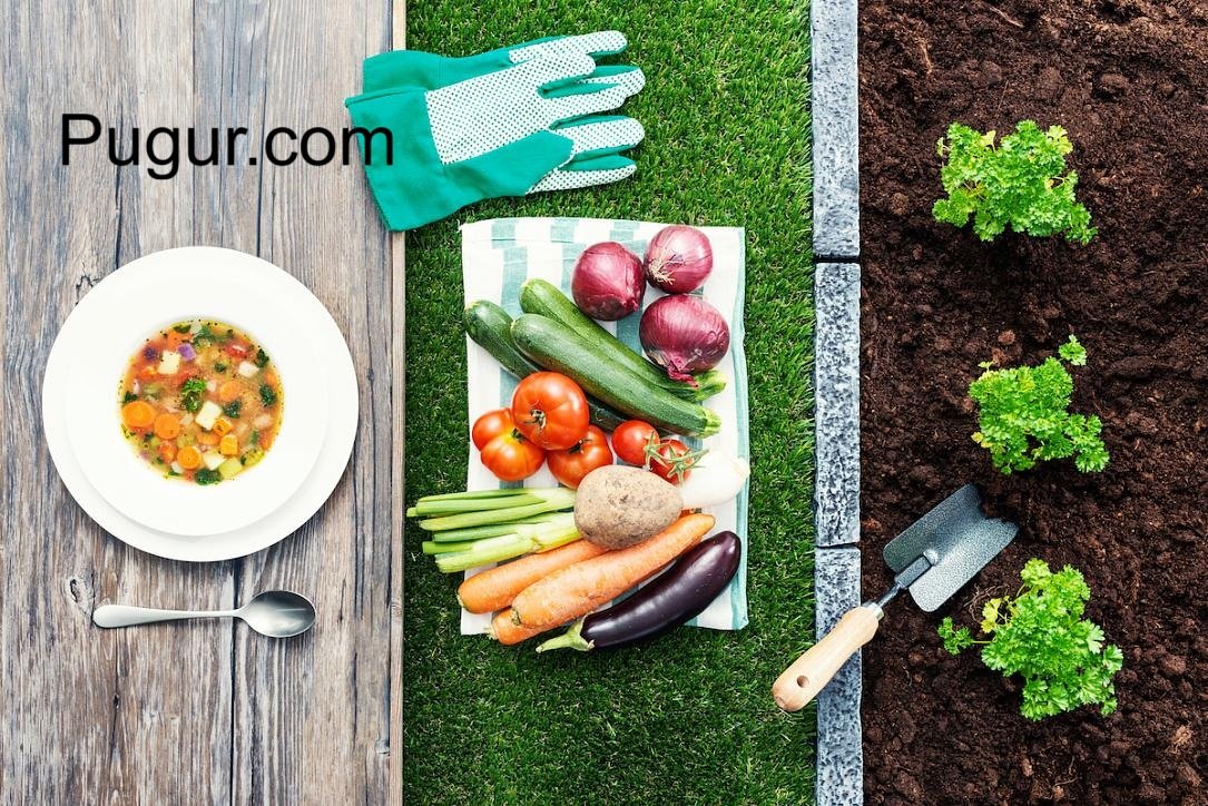 Warung Makan Konsep “Farm to Table”: Menyajikan Kesegaran Langsung dari Alam ke Meja
