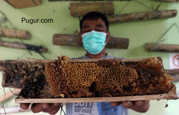 Ternak Lebah Trigona: Produksi Madu Tanpa Sengat, Untung Berlipat