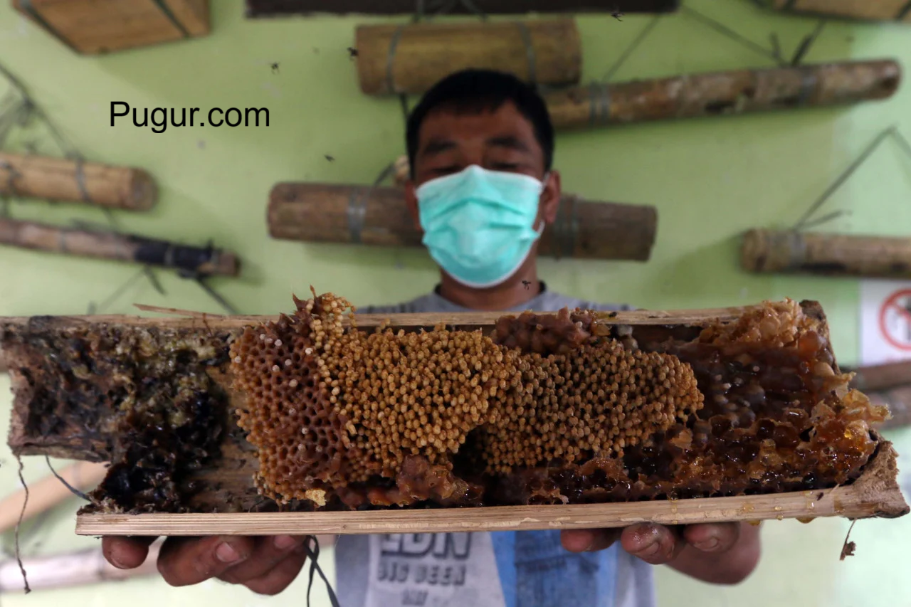 Ternak Lebah Trigona: Produksi Madu Tanpa Sengat, Untung Berlipat