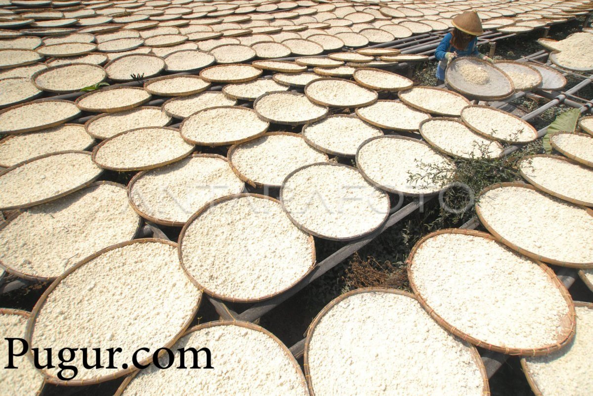 Produksi Tepung Pisang dan Tepung Singkong Instan: Inovasi Pangan Lokal Bernilai Ekonomi Tinggi