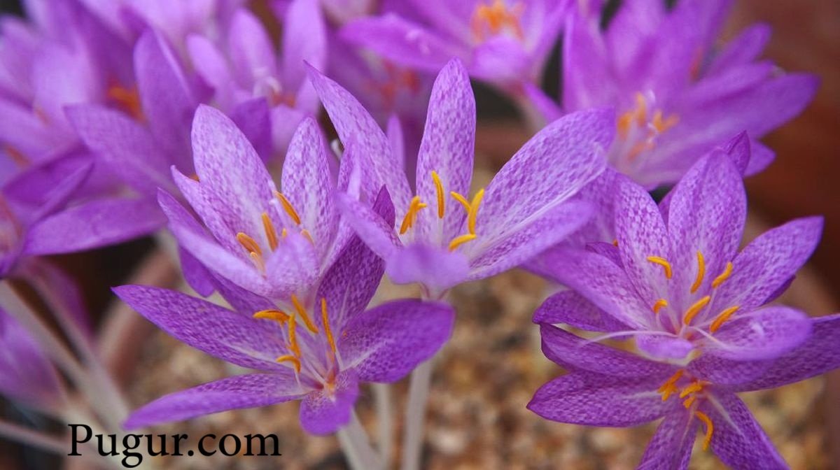 Budidaya Tanaman Saffron di Rumah: Peluang Emas dari Rempah Mahal