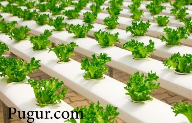 Peluang Cuan dari Kebun Vertikal Otomatis: Bisnis Sayuran Premium di Lahan Sempit Perkotaan