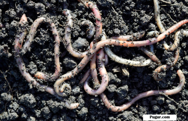 Peluang Usaha Cacing Tanah: Bisnis Kecil yang Bisa Jadi Tambang Cuan