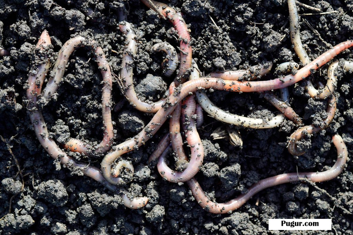 Peluang Usaha Cacing Tanah: Bisnis Kecil yang Bisa Jadi Tambang Cuan