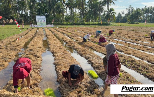 Peluang Usaha Limbah Jerami Padi: Cara Pengolahan, Target Pasar, dan Potensi Keuntungan Besar