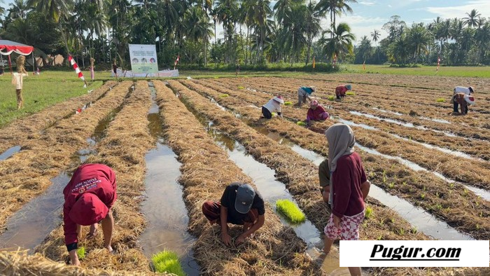 Peluang Usaha Limbah Jerami Padi: Cara Pengolahan, Target Pasar, dan Potensi Keuntungan Besar