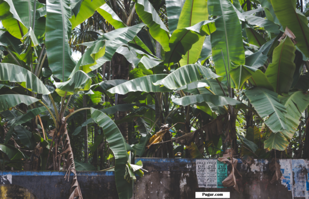 Peluang Usaha dari Limbah Pelepah Pisang dan Cara Mengelolanya Secara Menguntungkan