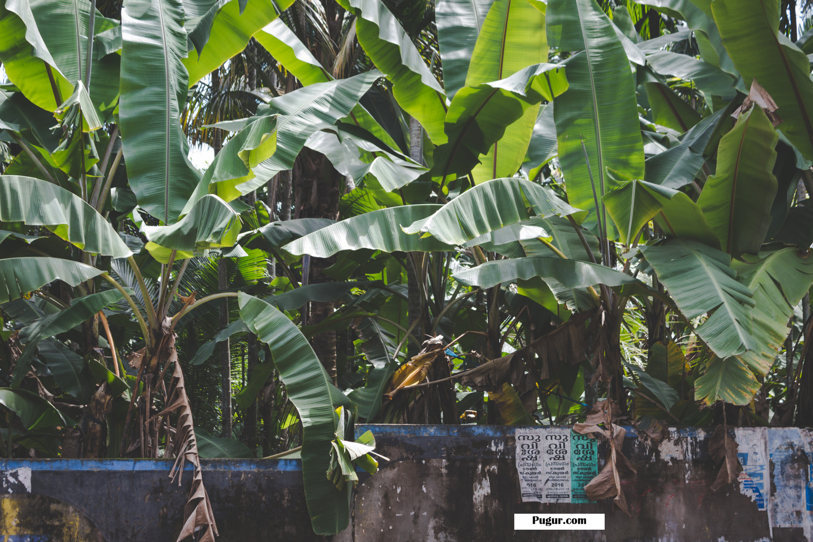 Peluang Usaha dari Limbah Pelepah Pisang dan Cara Mengelolanya Secara Menguntungkan