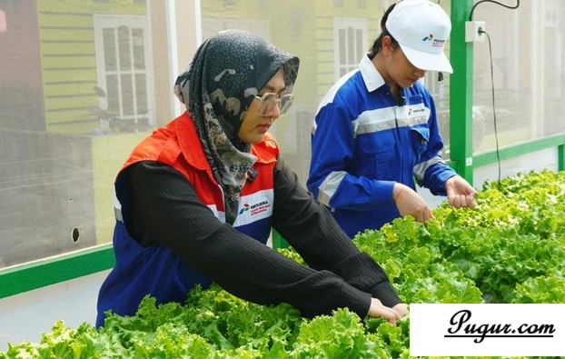 Urban Farming di Kampung Atas Air: Peluang Usaha Sayur Hidroponik yang Menguntungkan dan Berkelanjutan