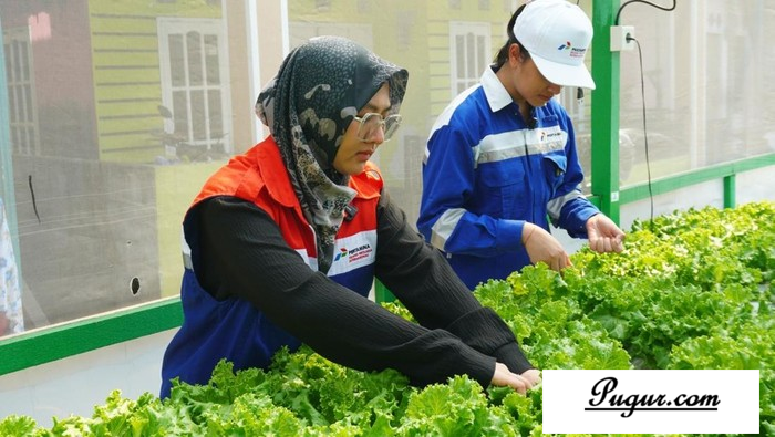 Urban Farming di Kampung Atas Air: Peluang Usaha Sayur Hidroponik yang Menguntungkan dan Berkelanjutan
