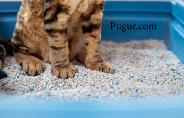 Produksi Pasir Kucing Alternatif: Peluang Usaha Ramah Lingkungan yang Menjanjikan