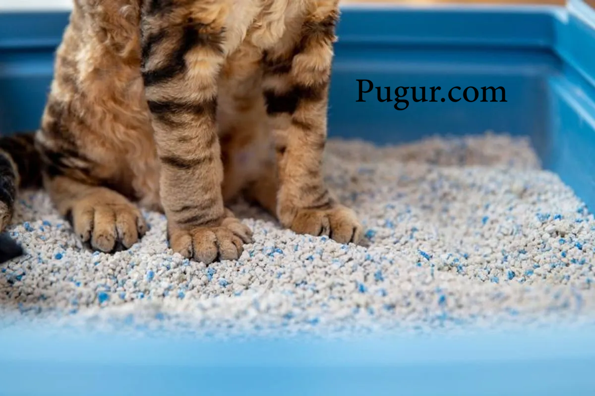Produksi Pasir Kucing Alternatif: Peluang Usaha Ramah Lingkungan yang Menjanjikan