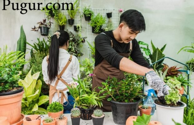 Produksi Bibit Tanaman Hias Mini: Peluang Usaha Menjanjikan di Tengah Tren Urban Gardening