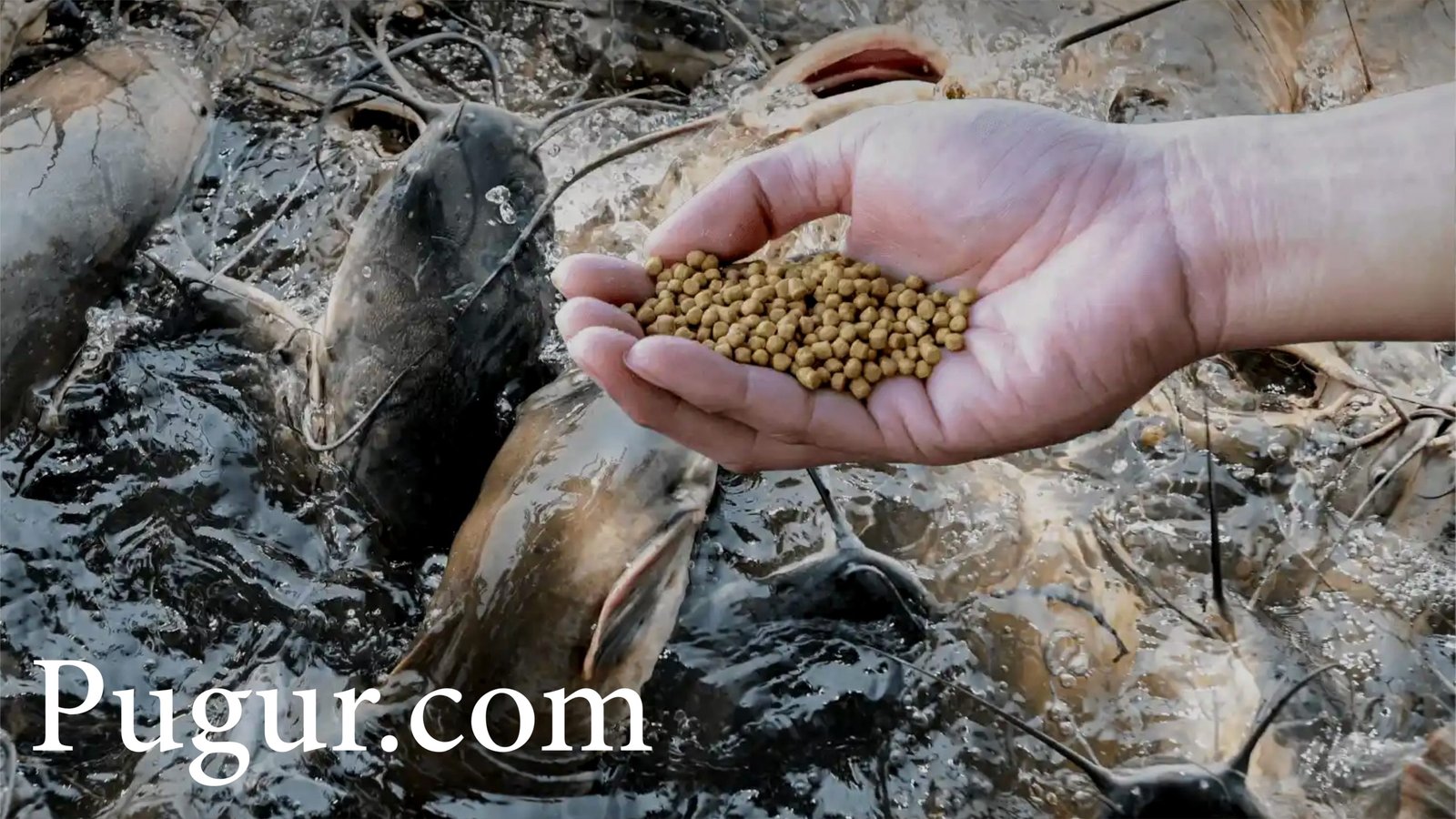 Produksi Campuran Pakan Lele Siap Pakai: Peluang Usaha Menjanjikan dengan Permintaan Stabil