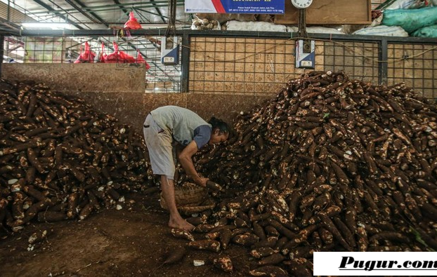 Juragan Singkong Sukses! Dari Modal Nekat dan Promosi Mulut ke Mulut, Kini Raup Omzet Miliaran Rupiah