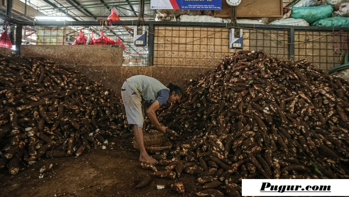 Juragan Singkong Sukses! Dari Modal Nekat dan Promosi Mulut ke Mulut, Kini Raup Omzet Miliaran Rupiah