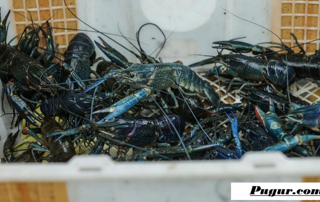 Peluang Usaha Budidaya Lobster Air Tawar: Modal Kecil Bisa Jadi Juragan, Ini Cara Memulai Hingga Panen Untung Besar