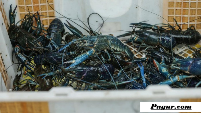 Peluang Usaha Budidaya Lobster Air Tawar: Modal Kecil Bisa Jadi Juragan, Ini Cara Memulai Hingga Panen Untung Besar
