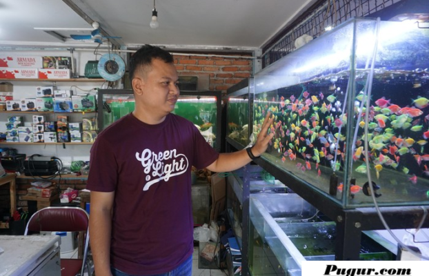 Peluang Usaha Ikan Hias Modal Kecil Untung Besar: Kisah Sukses Pedagang Aquarium Bertahan 12 Tahun Berkat KUR BRI