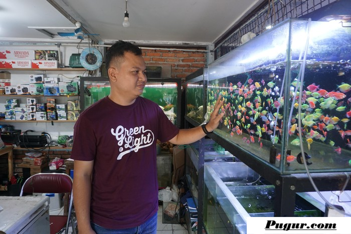 Peluang Usaha Ikan Hias Modal Kecil Untung Besar: Kisah Sukses Pedagang Aquarium Bertahan 12 Tahun Berkat KUR BRI
