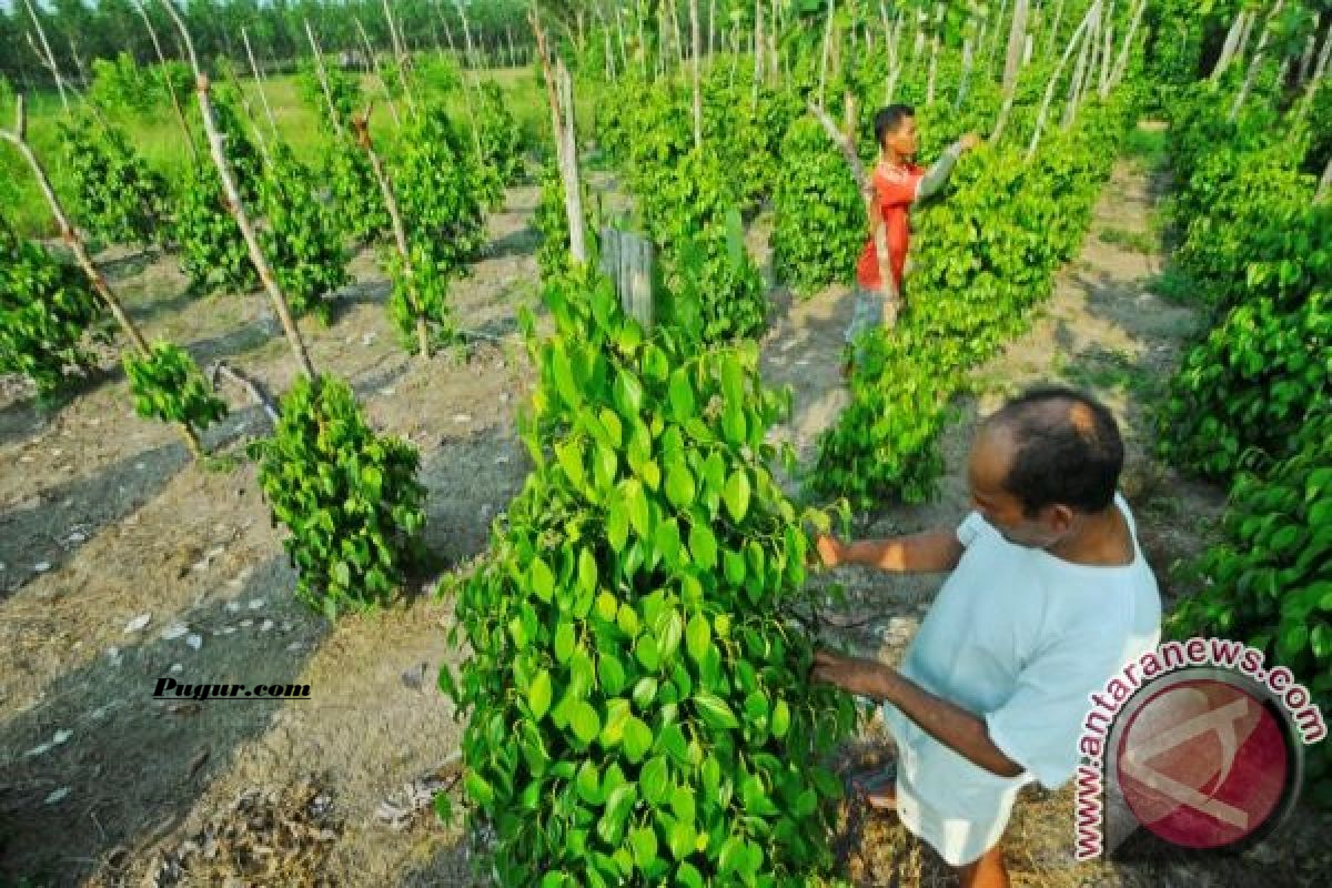 Rahasia Sukses Jadi Petani Lada: Trik Budidaya, Resi Gudang, dan Cara Maksimalkan Untung
