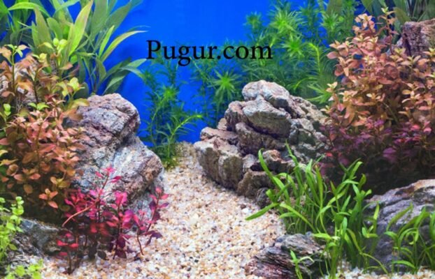 Produksi Batu Hias Aquarium: Peluang Usaha Menjanjikan di Tengah Meningkatnya Tren Aquascape