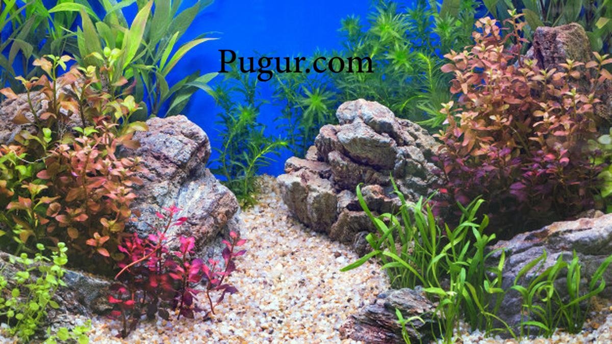Produksi Batu Hias Aquarium: Peluang Usaha Menjanjikan di Tengah Meningkatnya Tren Aquascape