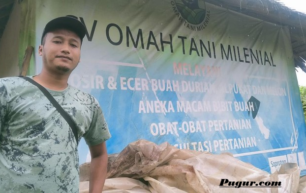 Peluang Usaha Mangga Yuwen 6 yang Sedang Booming di Indonesia, Modal Terjangkau dan Potensi Untung Besar