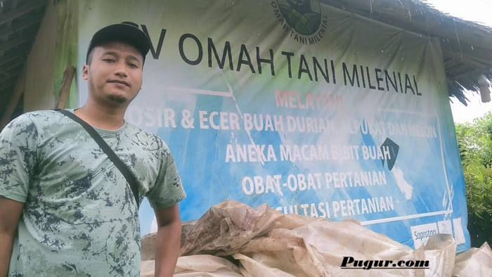 Peluang Usaha Mangga Yuwen 6 yang Sedang Booming di Indonesia, Modal Terjangkau dan Potensi Untung Besar