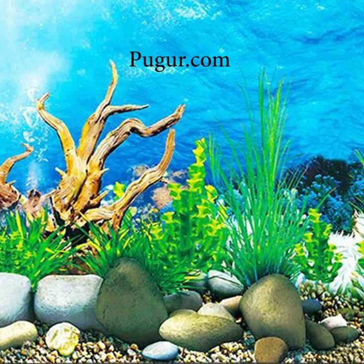 Produksi Background Aquarium Gulung: Peluang Usaha Kreatif dengan Prospek Menjanjikan