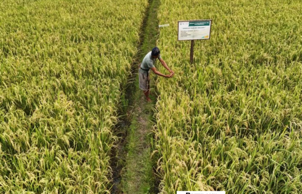Budidaya Padi Organik: Panduan Lengkap Cara Menanam, Merawat, hingga Panen Berkualitas dan Menguntungkan