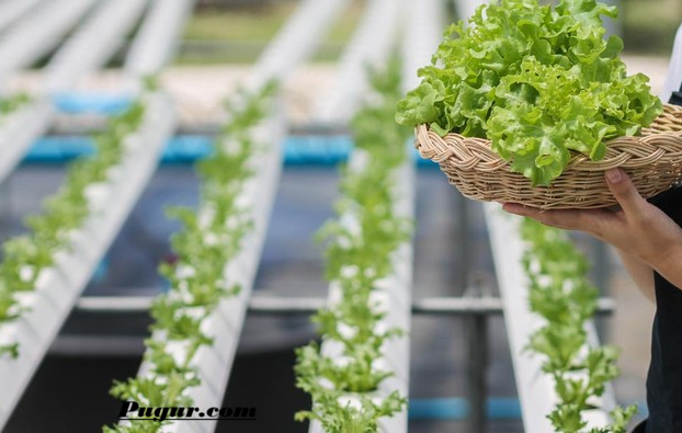 Peluang Usaha Hidroponik di Lahan Terbatas, Bisnis Pertanian Modern yang Semakin Menjanjikan
