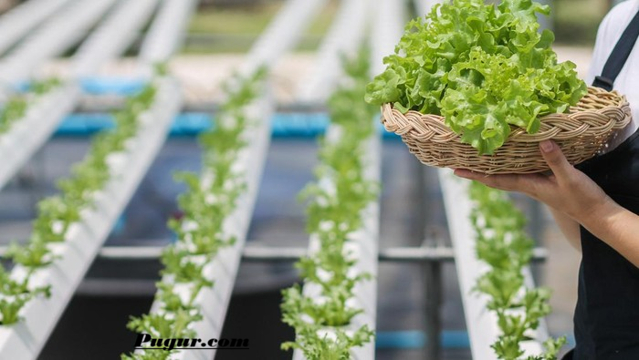 Peluang Usaha Hidroponik di Lahan Terbatas, Bisnis Pertanian Modern yang Semakin Menjanjikan 1 Peluang Usaha Hidroponik di Lahan Terbatas Bisnis Pertanian Modern yang Semakin Menjanjikan