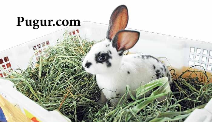 Seputar Bisnis Jangka Panjang 7 Produksi Hay (Rumput Kering) Kemasan: Peluang Usaha Menjanjikan di Industri Pakan Ternak