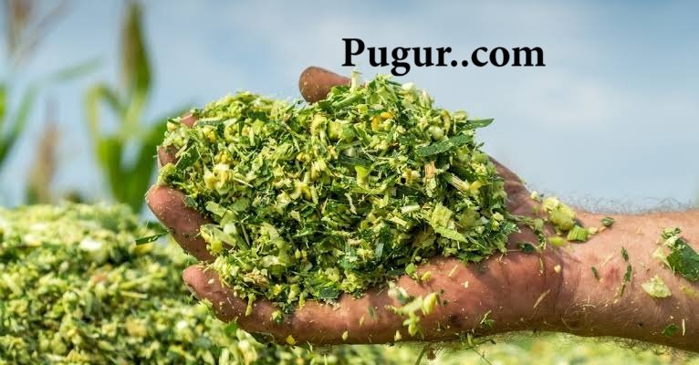 Seputar Bisnis Jangka Panjang 5 Produksi Silase Pakan Ternak: Peluang Usaha Menjanjikan di Sektor Peternakan