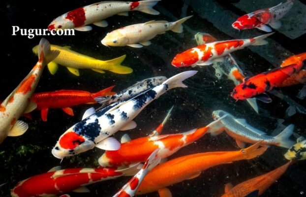 Produksi Suplemen Ikan Hias: Peluang Usaha Menjanjikan dengan Permintaan yang Terus Meningkat