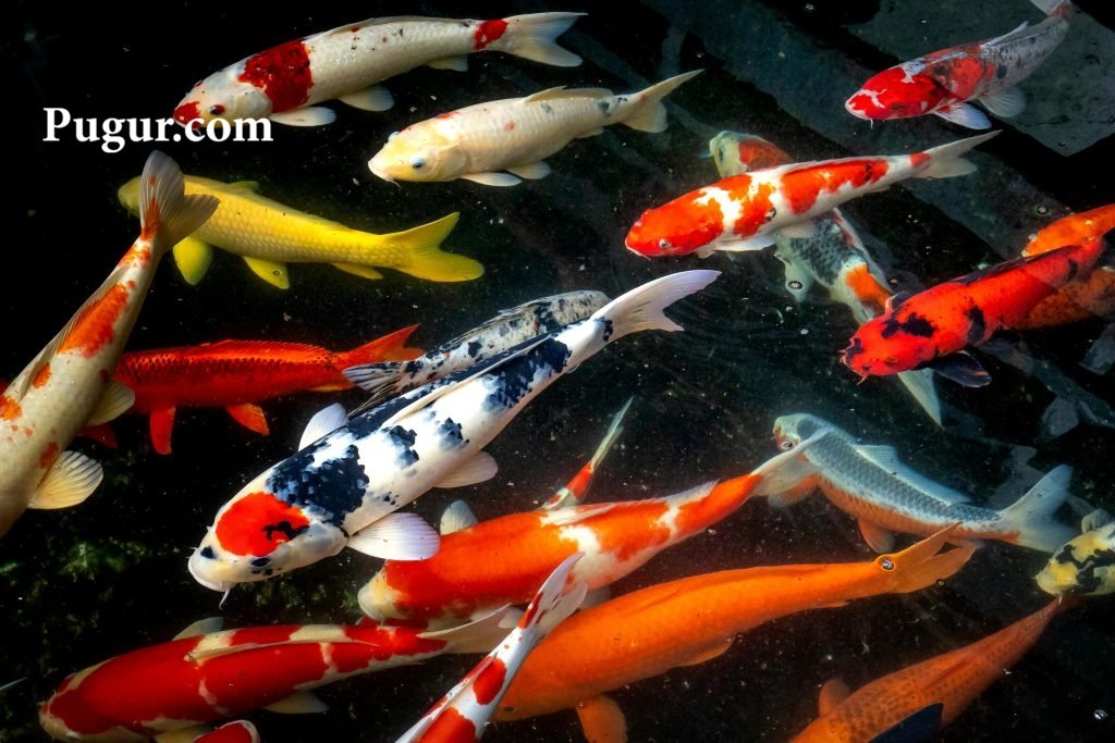 Produksi Suplemen Ikan Hias: Peluang Usaha Menjanjikan dengan Permintaan yang Terus Meningkat 1 pexels quang nguyen vinh 6130076 1024x683 1