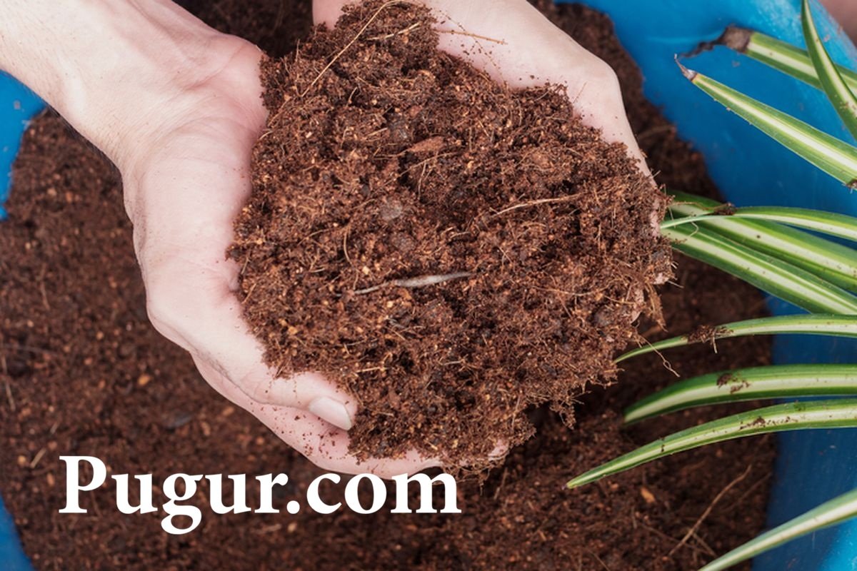Produksi Serat Sabut Kelapa untuk Media Tanam: Peluang Usaha dari Limbah Bernilai Ekonomi