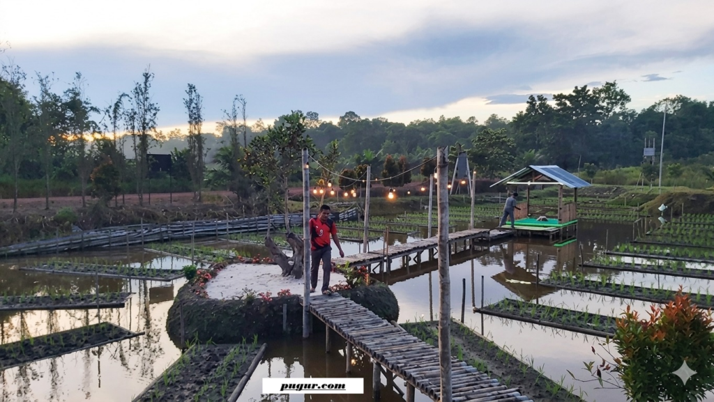 Kisah “Orang Gila” yang Sulap Lahan Bekas Tambang Timah Jadi Lahan Produktif hingga Berbuah Semangka 1 Kisah Orang Gila yang Sulap Lahan Bekas Tambang Timah Jadi Lahan Produktif hingga Berbuah Semangka