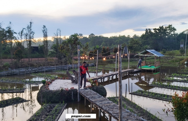 Kisah “Orang Gila” yang Sulap Lahan Bekas Tambang Timah Jadi Lahan Produktif hingga Berbuah Semangka