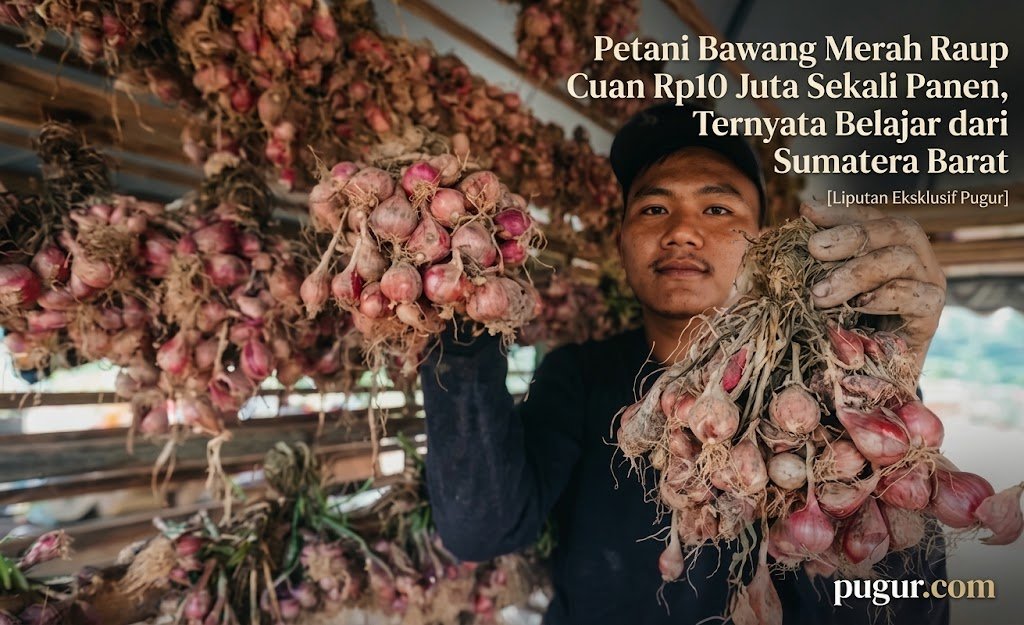 Petani Bawang Merah Raup Cuan Rp10 Juta Sekali Panen, Ternyata Belajar dari Sumatera Barat