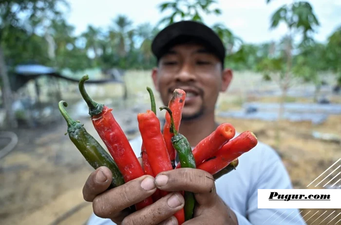 KIsah Mantan Teknisi Jadi Petani Cabai, Punya 10.000 Polybag dan Panen 1 Ton per Bulan