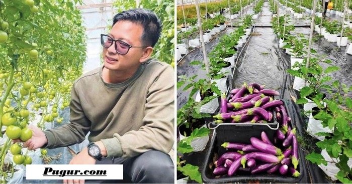 Kisah Petani Sayur Sukses Raup Rp1,3 Miliar per Bulan, Berawal dari 1.000 Polybag
