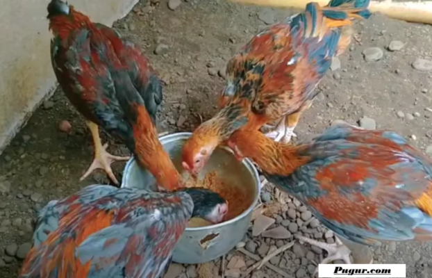 Peluang Usaha Ternak Ayam Bangkok Modal Minim: Cara Beternak untuk Pemula hingga Kisah Peternak Sukses