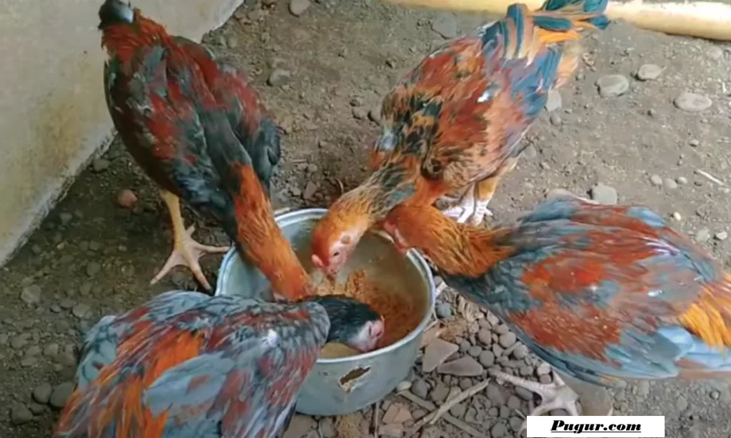 Peluang Usaha Ternak Ayam Bangkok Modal Minim: Cara Beternak untuk Pemula hingga Kisah Peternak Sukses