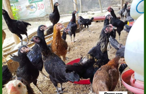 Peluang Usaha Ternak Ayam KUB Modal Minim di Kampung, Lengkap dari Kandang hingga Pemasaran
